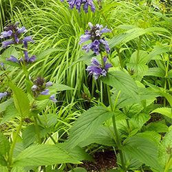 ら・べるでゅーら 写真03